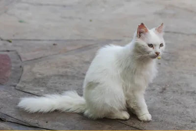 Белый окрас британских кошек и белый пятнистый окрас ( ван , арлекин,  биколор)