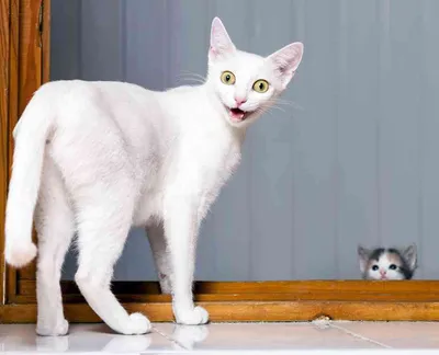 Белый кот с голубыми глазами порода - 79 фото