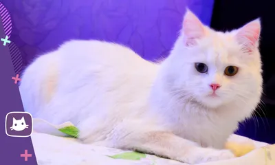 Белый кот на черном фоне | Белые кошки, Белый кот, Милые животные