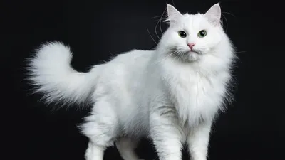 Белый кот обои - 59 фото