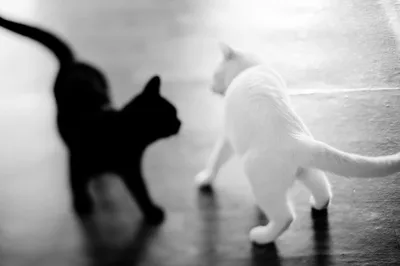 белый кот :: shinbaba10 :: котэ (прикольные картинки с кошками) / смешные  картинки и другие приколы: комиксы, гиф анимация, видео, лучший  интеллектуальный юмор.