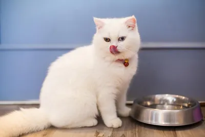Породы белых кошек - как называются, фото и описание | Генетика и уход |  Pet-Yes