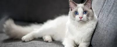 Почему в мире так много кошек с белыми лапами? - Hi-News.ru