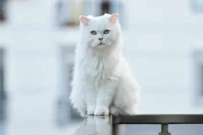 Кошка кошка с короткими голубыми и белыми большими глазами Фон И картинка  для бесплатной загрузки - Pngtree