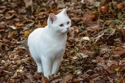 Белый окрас и окрасы с белым у кошек