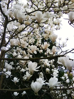 Дерево с белыми цветами - 50 фото