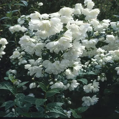 Авторский букет Белый из сезонных цветов - заказать доставку цветов в  Москве от Leto Flowers