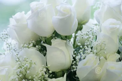 Белые нежные цветы - 78 фото