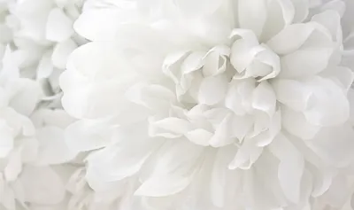 Статьи » Значение белых цветов