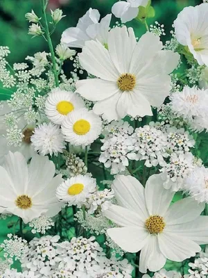 Белые цветы, распространенные виды для монохромного сада