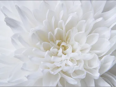 Статьи » Значение белых цветов