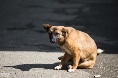 В Николаеве обсудили проблему с бездомными собаками: ряд вопросов так и  остались открытыми | СВІДОК.info