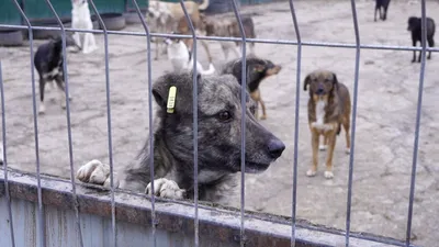 Бездомные животные – жертвы или угроза: россияне рассказали, как относятся  к бродячим собакам и кошкам - KP.RU