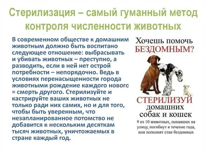 Без дома и вне закона - кто и как в Молдове пытается решить проблему с бездомными  животными - Nokta