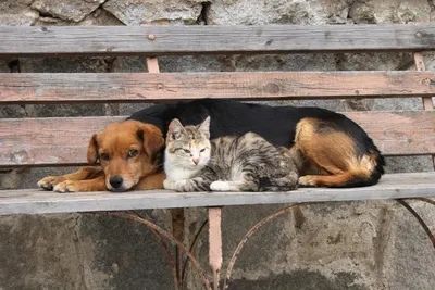 Свердловская ветслужба сообщила о новых правилах обращения с бездомными  животными | Ветеринария и жизнь