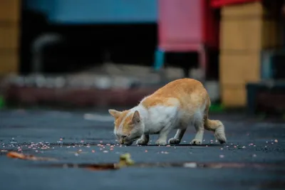 Бездомные животные – позор для цивилизованного общества! Резолюция  конференции «Животные в городе-2023» — Левый Фронт