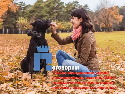 Что делать с бездомными животными? Этот вопрос актуален в Таганроге