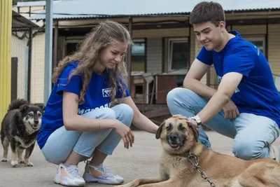 Башкирские депутаты предложили отнести бездомных собак к диким животным -  РИА Новости, 08.11.2022