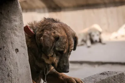 Что делать с бездомными собаками в России? | Ветеринария и жизнь