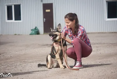 Как ужиться с бездомными животными: мнения пострадавших от собак  волгоградцев » ГТРК Волгоград-ТРВ