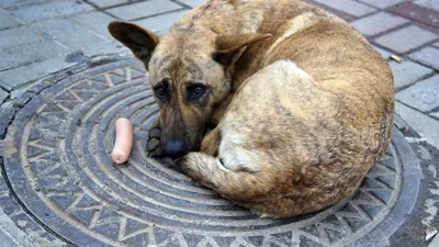 Жизнь собачья. Вся правда о жизни бездомных животных в фотографиях