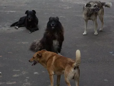 Как вести себя с бездомными собаками: правила и советы - SakhalinMedia.ru