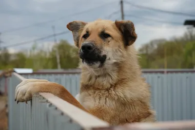 Собаки-небарабаки: как жить в мире с бездомными животными - РИА Новости  Крым, 03.12.2023