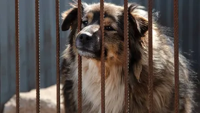 Узбекистан: обращение с бездомными животными требует гуманизации - Anhor.uz