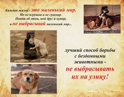 Акция в защиту бездомных животных проходит в центре Тбилиси - 18.06.2023,  Sputnik Грузия
