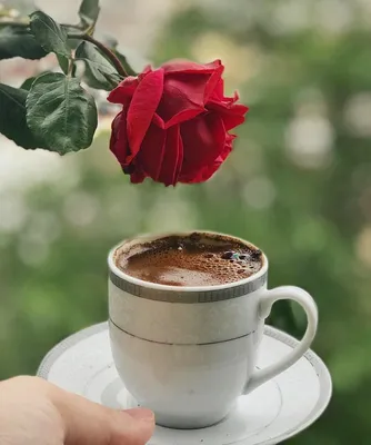 книга цветы чашка кофе и чая Фон Обои Изображение для бесплатной загрузки -  Pngtree