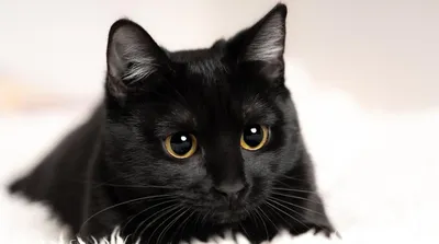Черные кошки - к неудаче, но эти фото доказывают совершенно обратное!