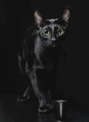 Почему черные кошки ассоциируются с Хэллоуином и неудачей - Афиша bigmir)net