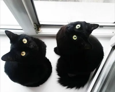 В поисках черной кошки – Weekend
