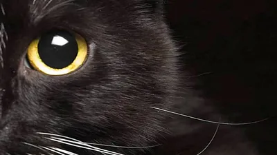 Правда ли, что черные кошки приносят неудачу