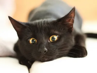Разносчицы удачи - 45 фотографий загадочных чёрных кошек