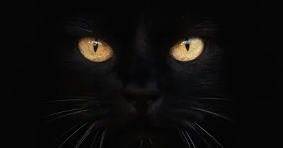 День черной кошки: в каких странах животное является вестником  благополучия, а в каких встреча с ней ведет к неудаче | Інформатор Нікополь