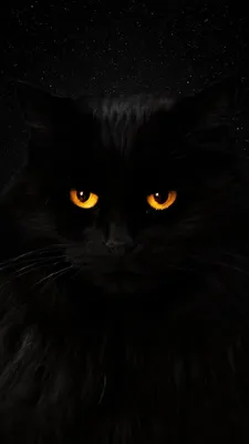 Как назвать черную кошку, как выбрать имя для кошки