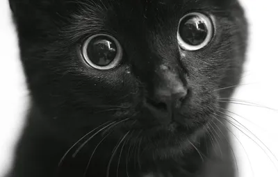 Сегодня отмечают День защиты черных котов — Городские вести