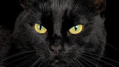 Черная кошка с карими глазами - 78 фото
