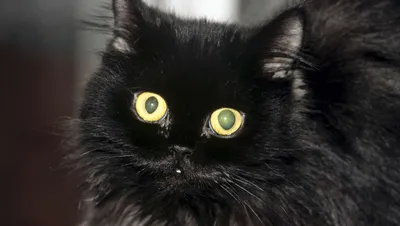 Черная кошка стоит ли бояться ? Магия или нет ? | Артем Гусельников | Дзен