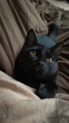 Найдена черная кошка, возраст 10 лет, Студенческая ул., 26 к1, СПб |  Pet911.ru
