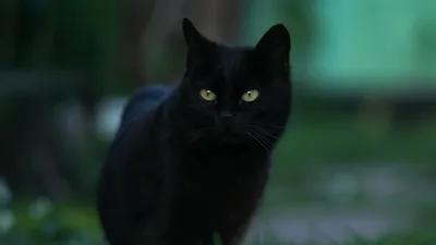 Черные коты приносят удачу и защищают от воров: Занимательные истории в  журнале Ярмарки Мастеров