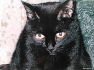 Черная кошка с желтыми глазами | Премиум Фото