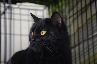 Чёрная кошка эстетика. Black cat aesthetic | Черная кошка, Кошки