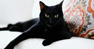 Черная кошка с зелеными глазами | Премиум Фото