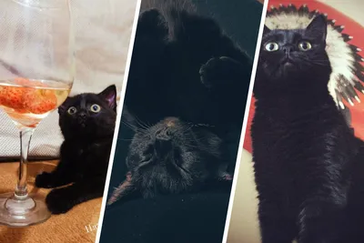 Беспородные кошки и Метисы - «Черная кошка - плохая примета или счастье в  доме?» | отзывы