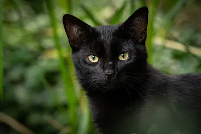 Картина Черная Кошка | RedPandaShop.