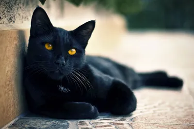 Топ пород черных кошек - Питомцы Mail.ru
