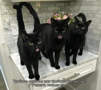 Почему люди много веков боятся черных кошек?