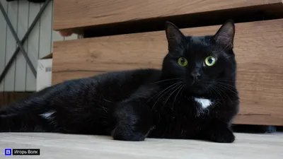 Грациозная черная кошка | Black cats rock, Black cat appreciation day, Cats